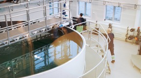 One of the Innovation Centres' basins in Ålesund
