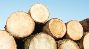 A stack of cut logs